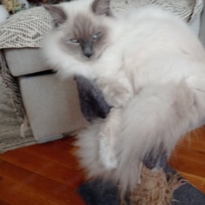 Ragdoll kisfiú blue point