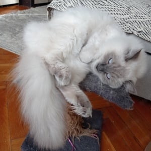 Ragdoll kisfiú blue point - kép 9