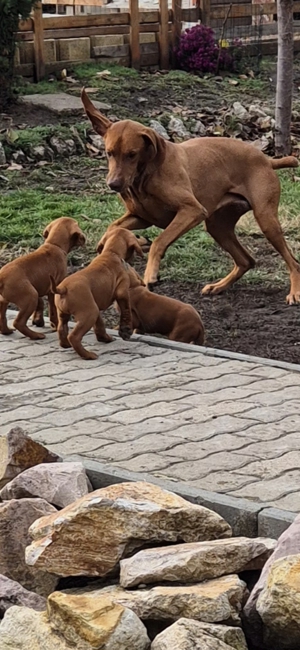 Magyar vizsla kiskutyák eladók - kép 2