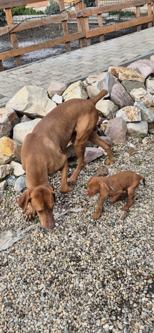 Magyar vizsla kiskutyák eladók - kép 3