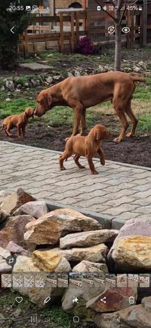 Magyar vizsla kiskutyák eladók