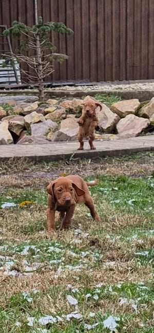 Magyar vizsla kiskutyák eladók - kép 7