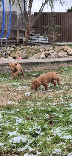 Magyar vizsla kiskutyák eladók - kép 6