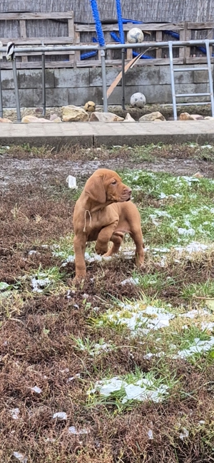 Magyar vizsla kiskutyák eladók - kép 5