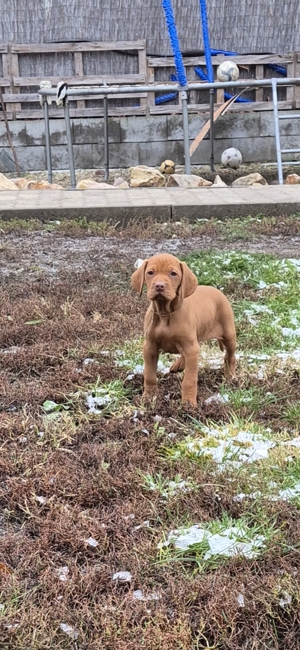 Magyar vizsla kiskutyák eladók - kép 4