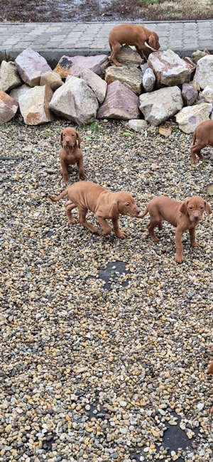 Magyar vizsla kiskutyák eladók - kép 8