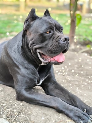 Felnőtt, törzskönyves cane corso szuka