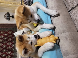 Japán Akita Inu karácsonyra! - kép 7