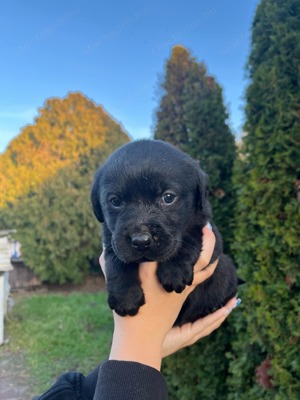 Labrador kiskutyák eladók  - kép 6