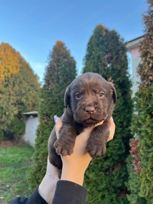 Labrador kiskutyák eladók  - kép 4