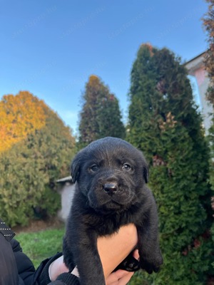 Labrador kiskutyák eladók  - kép 5