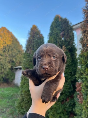 Labrador kiskutyák eladók  - kép 2