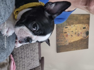 Boston Terrier kiskutya törzskönyvel egy kan és egy, szuka! - kép 2