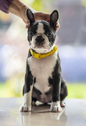 Boston Terrier kiskutya törzskönyvel egy kan és egy, szuka! - kép 3