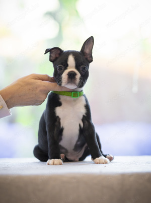 Boston Terrier kiskutya törzskönyvel egy kan és egy, szuka! - kép 5