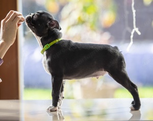 Boston Terrier kiskutya törzskönyvel egy kan és egy, szuka! - kép 7