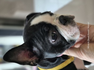 Boston Terrier kiskutya törzskönyvel egy kan és egy, szuka! - kép 8