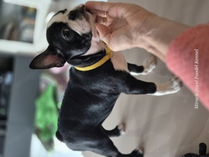 Törzskönyves Boston Terrier kan kiskutya szerető otthont keres. - kép 9