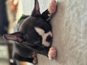 Törzskönyves Boston Terrier kan kiskutya szerető otthont keres. - kép 12