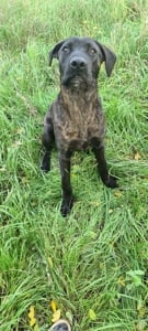 Cane corso (Tigriscsíkos)