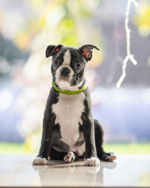 Törzskönyves Boston Terrier kan kiskutya szerető otthont keres. - kép 2