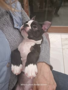 Törzskönyves Boston Terrier kan kiskutya szerető otthont keres.