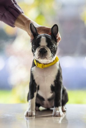 Törzskönyves Boston Terrier kan kiskutya szerető otthont keres. - kép 3