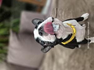 Törzskönyves Boston Terrier kan kiskutya szerető otthont keres. - kép 11