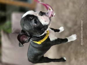 Törzskönyves Boston Terrier kan kiskutya szerető otthont keres. - kép 10