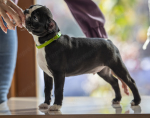 Törzskönyves Boston Terrier kan kiskutya szerető otthont keres. - kép 8