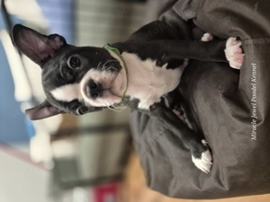 Törzskönyves Boston Terrier kan kiskutya szerető otthont keres. - kép 15