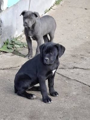 Cane corso kislányok  - kép 4