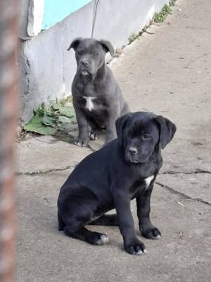 Cane corso kislányok 