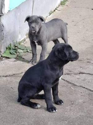 Cane corso kislányok  - kép 3