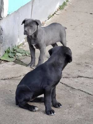 Cane corso kislányok  - kép 2