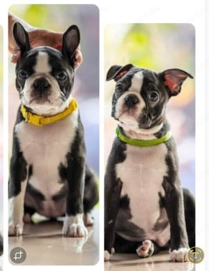 Boston terrier kiskutyák felelős gazdit keresnek!