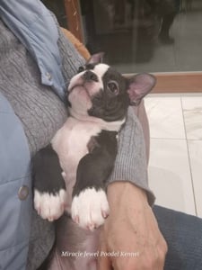 Boston terrier kiskutyák felelős gazdit keresnek! - kép 2