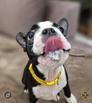  Törzskönyves Boston Terrier szuka  és kan még gazdikereső! - kép 8