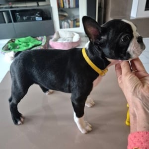  Törzskönyves Boston Terrier szuka  és kan még gazdikereső! - kép 9