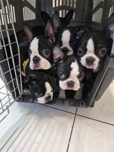 Boston terrier kiskutyák felelős gazdit keresnek! - kép 4