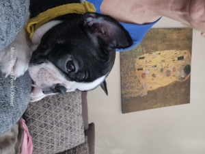 Boston terrier kiskutyák felelős gazdit keresnek! - kép 10