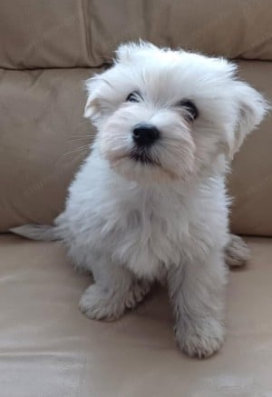 Havanese kiskutya gazdisodna