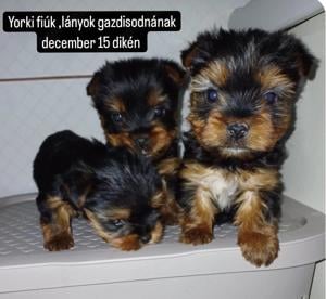 Yorki terrier fajta jellegű fiú 