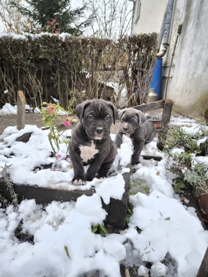 Cane Corso 6 hetes kiskutyák költöznének - kép 2