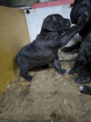 Cane Corso 6 hetes kiskutyák költöznének - kép 4