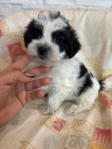 Szépséges Bichon havanese kiskutyák 