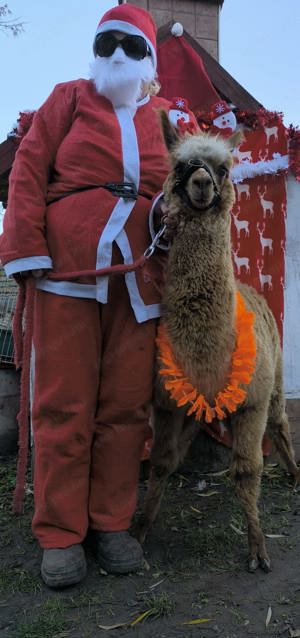 Cuki alpakák akár terápiás célra is! - kép 2