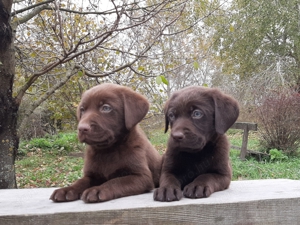 eladó labrador retriever (csoki)barna