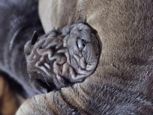 Shar pei kölykök gazdira vágynak - kép 3