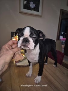  Törzskönyves Boston Terrier szuka  és kan még gazdikereső! - kép 3